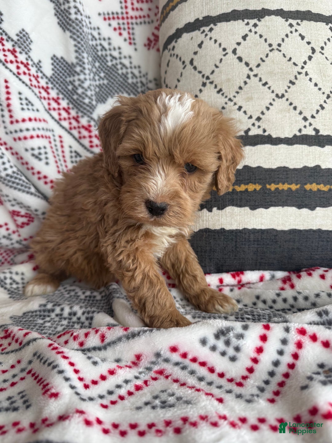Mini Bernedoodle dogs for sale: Cooper - Ad 1
