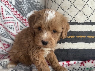 Mini Bernedoodle dogs Cooper - Ad 13