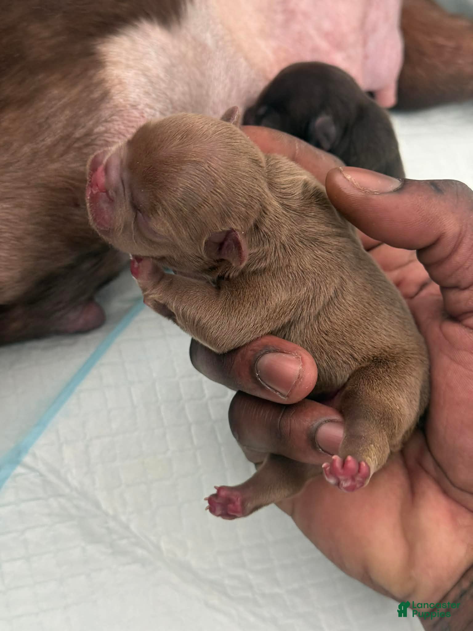 French Bulldog dogs Bogarde - Ad 2