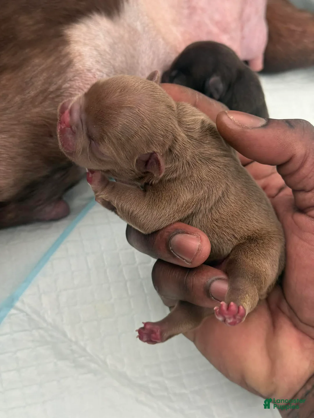 French Bulldog dogs for stud: Bogarde - Ad 2