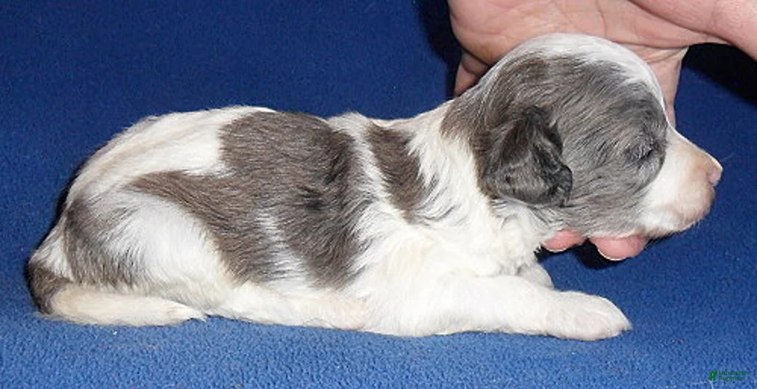 Cockapoo dogs for sale: Ringo - Ad 6