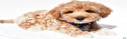 Maltipoo dogs for sale: Georgie - Ad 8