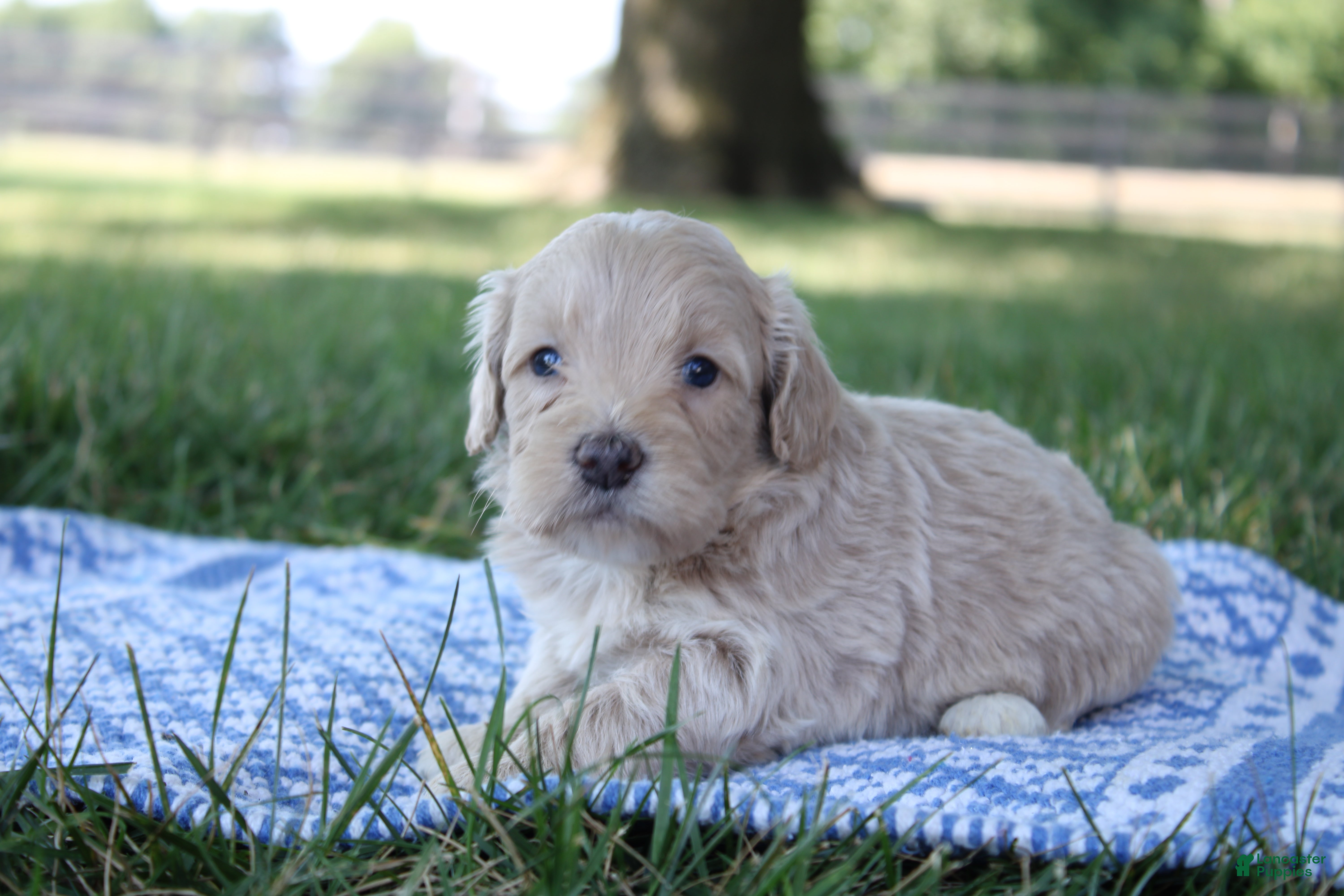 Mini Goldendoodle dogs Viking - Ad 1