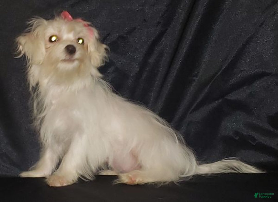 Maltese dogs for sale: Maltese Puppy 2 - Ad 4