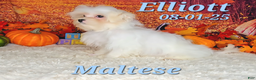 Maltese dogs for sale: Elliott - Ad 3