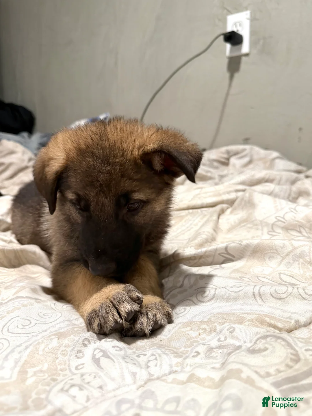 Mixed Breed dogs for sale: Mixed Breed 3 - Ad 2