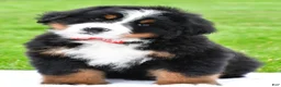 Bernese Mountain Dog dogs for sale: Ranger - Ad 3