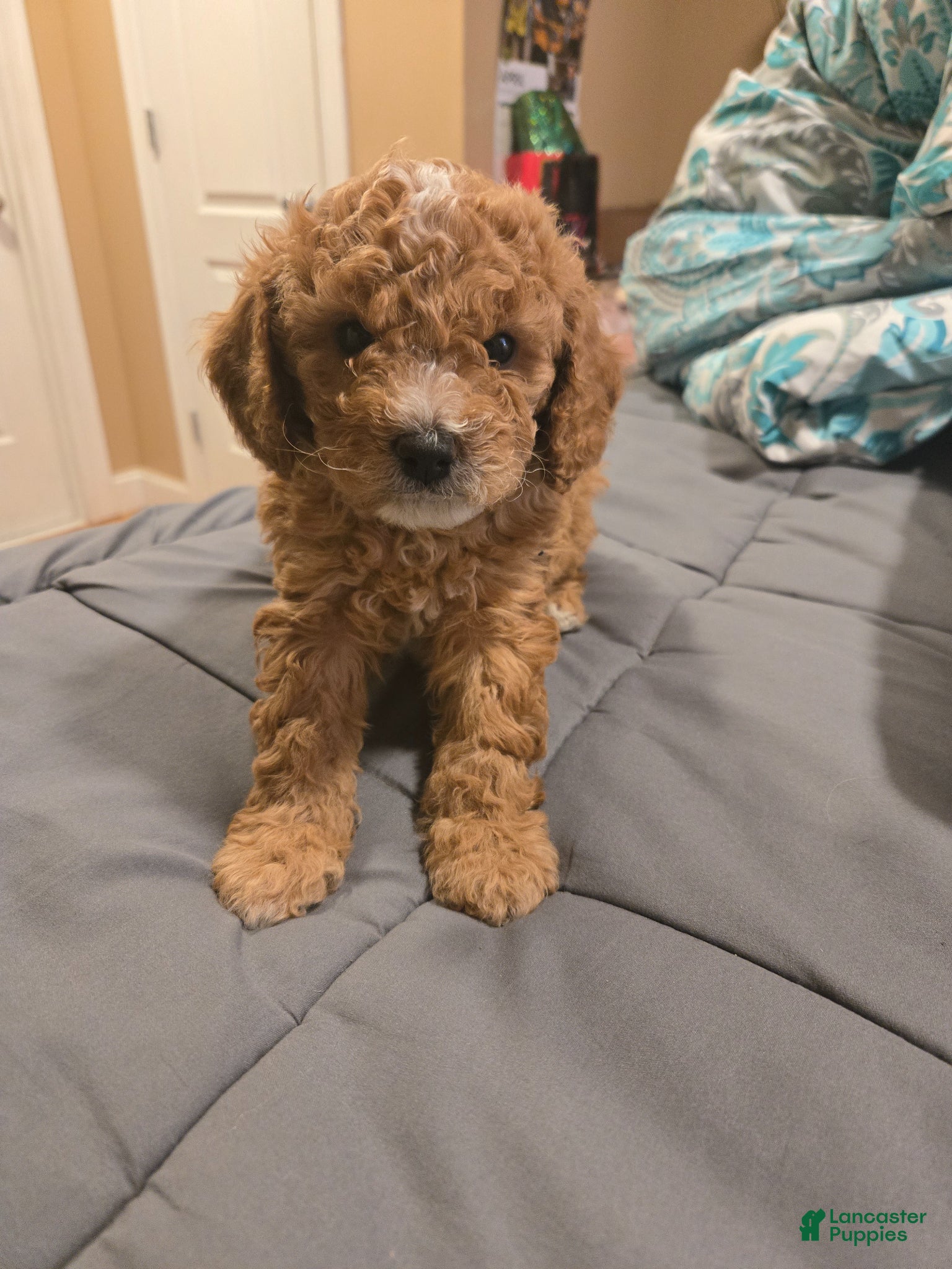 Cavapoo dogs Cavapoo Puppy 1 - Ad 24