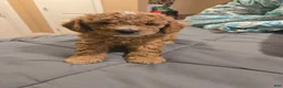 Cavapoo dogs for sale: Cavapoo Puppy 1 - Ad 1