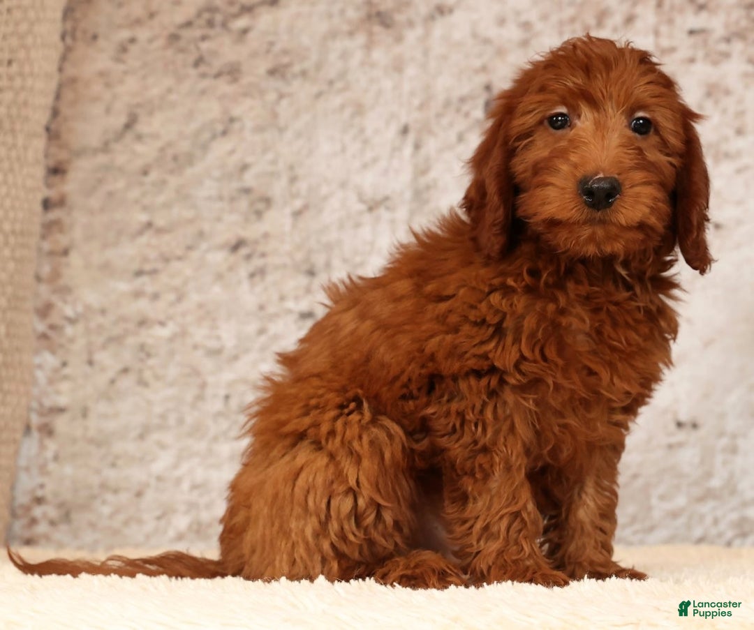 Mini Goldendoodle dogs for sale: Carson - Ad 7