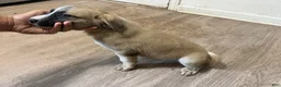 Mixed Breed dogs for sale: Mixed Breed 6 - Ad 2
