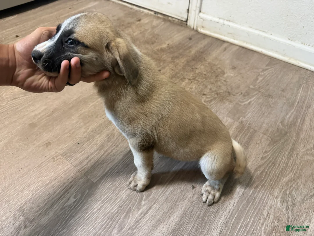 Mixed Breed dogs for sale: Mixed Breed 6 - Ad 2