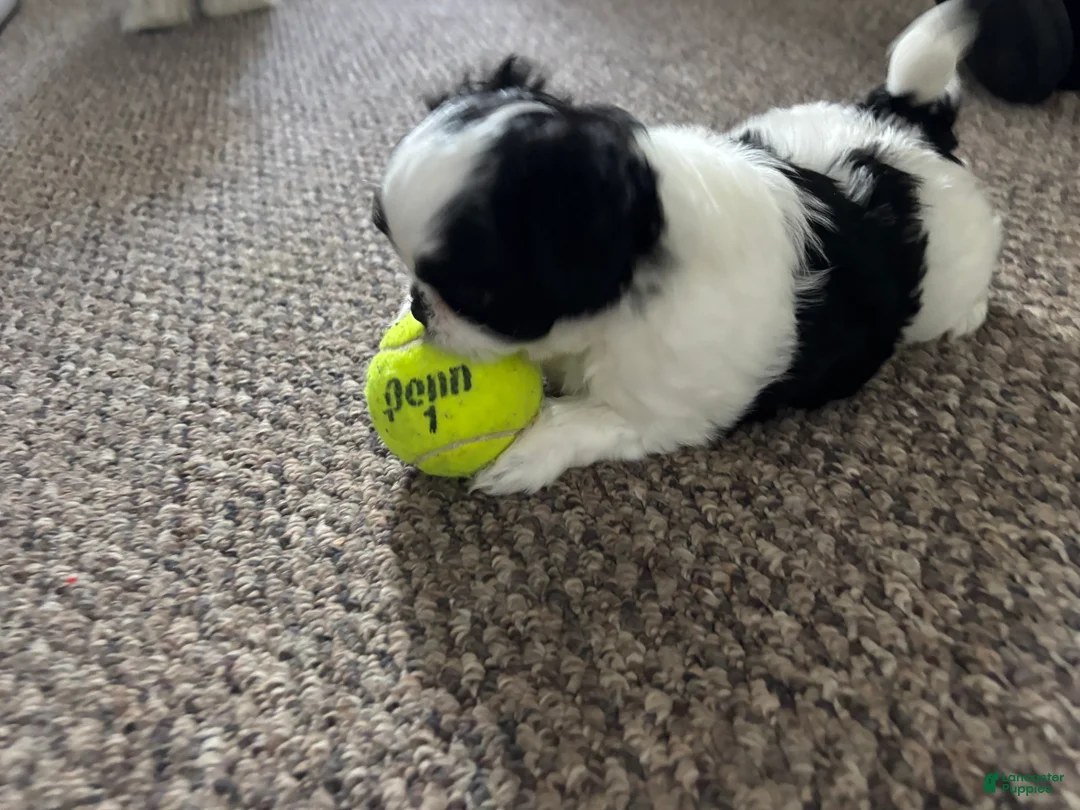 Gallery Image {{count}}