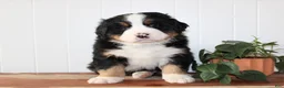 Bernese Mountain Dog dogs for stud: Xander Van't Stokerybos  - Ad 3