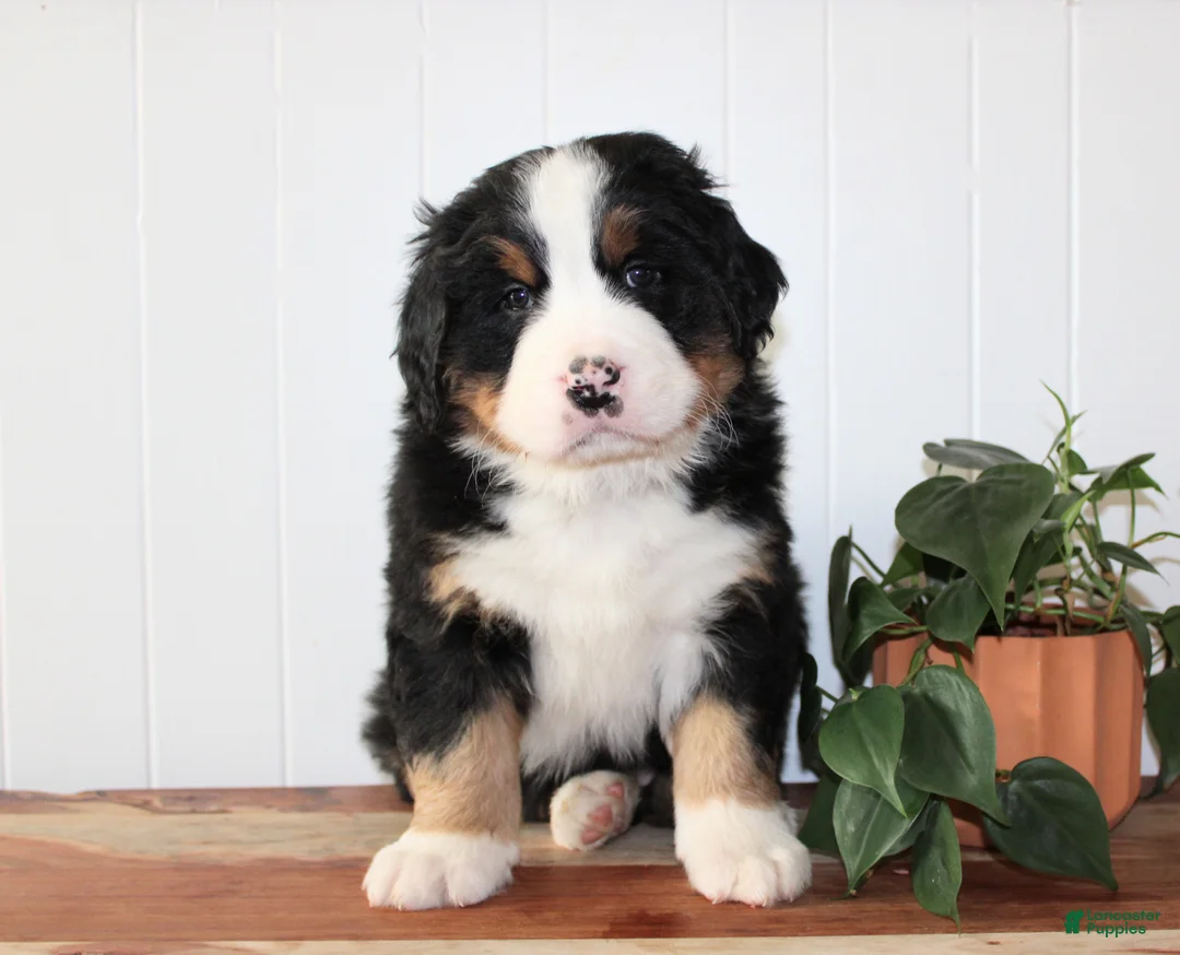 Bernese Mountain Dog dogs for stud: Xander Van't Stokerybos  - Ad 3