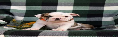 Duncan
