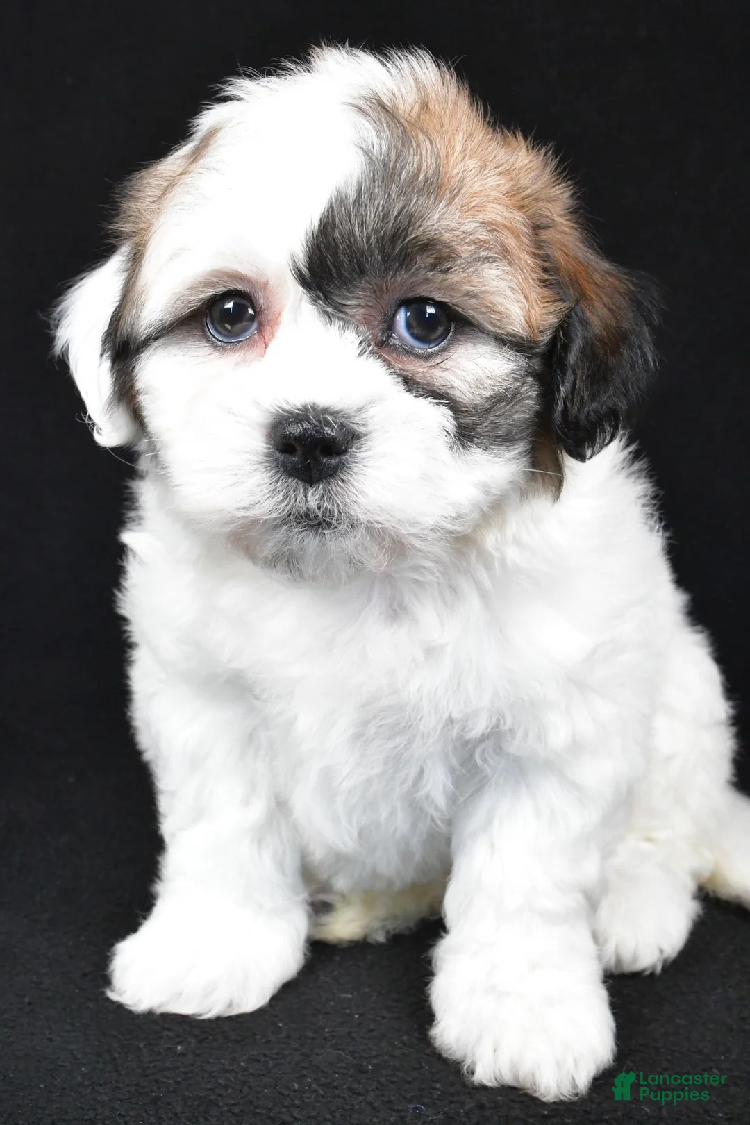 Teddy Bear dogs for sale: mauren - Ad 3