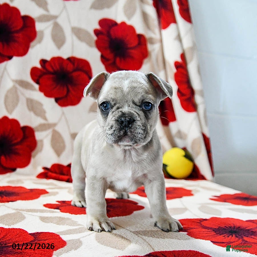 French Bulldog dogs Blaze - Ad 4