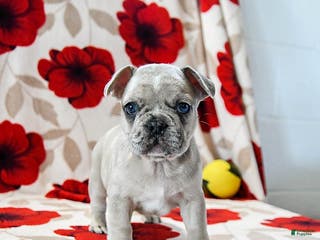 French Bulldog dogs Blaze - Ad 4