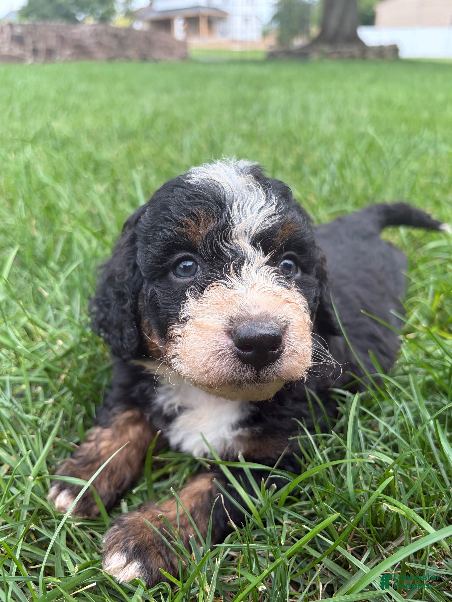 Mini Bernedoodle dogs Bruno  - Ad 1