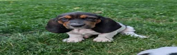 Basset Hound dogs for sale: Angel - Ad 5