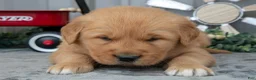 Golden Retriever dogs for sale: Connon - Ad 3