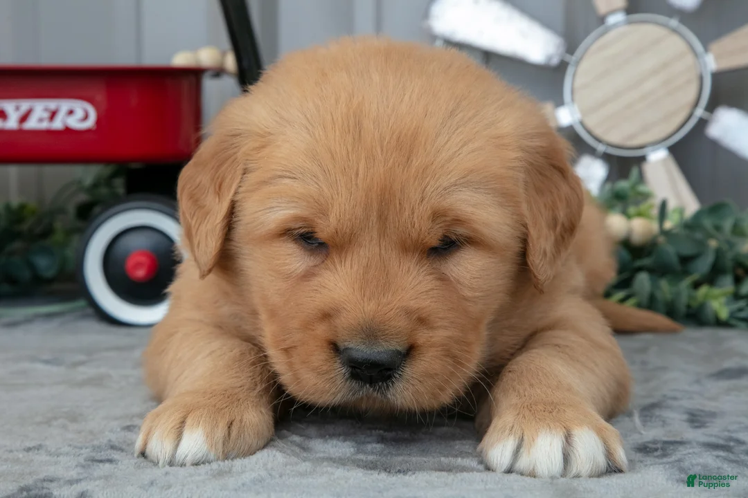 Golden Retriever dogs for sale: Connon - Ad 3