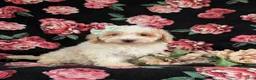 Bichpoo dogs for sale: Ginger - Ad 3