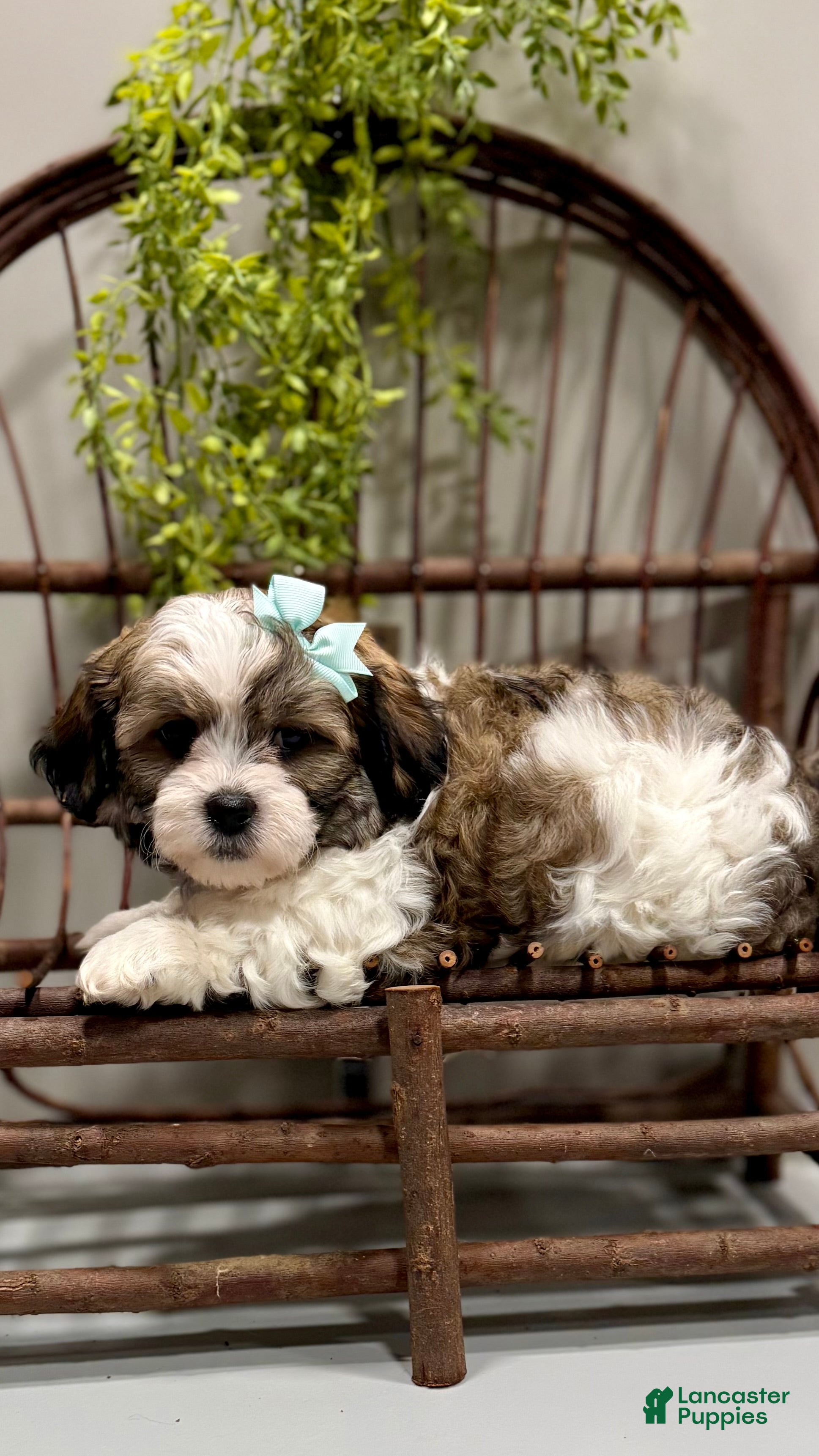 Teddy Bear dogs LANCE - Ad 1