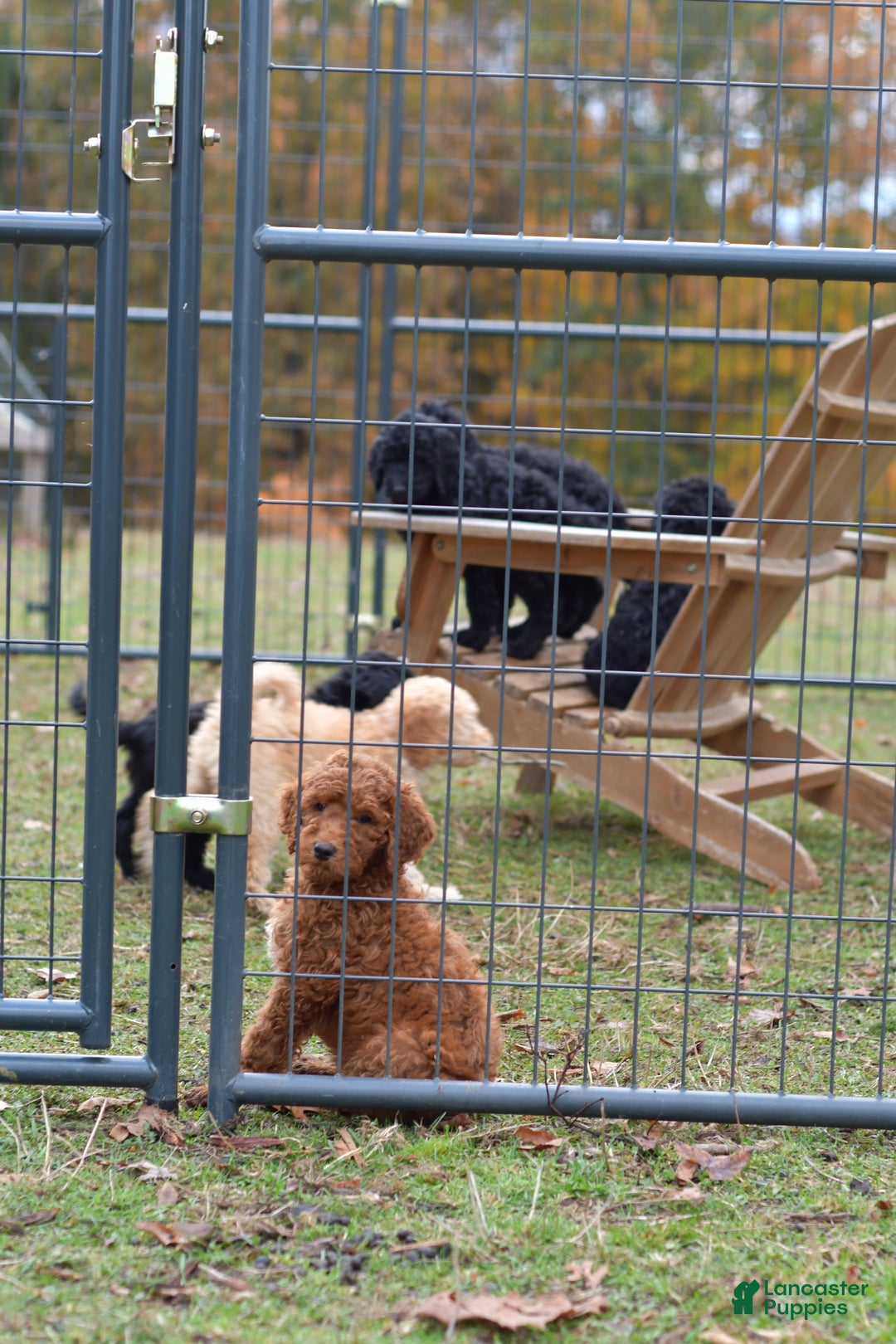 Standard Poodle dogs for sale: Candy - Ad 28