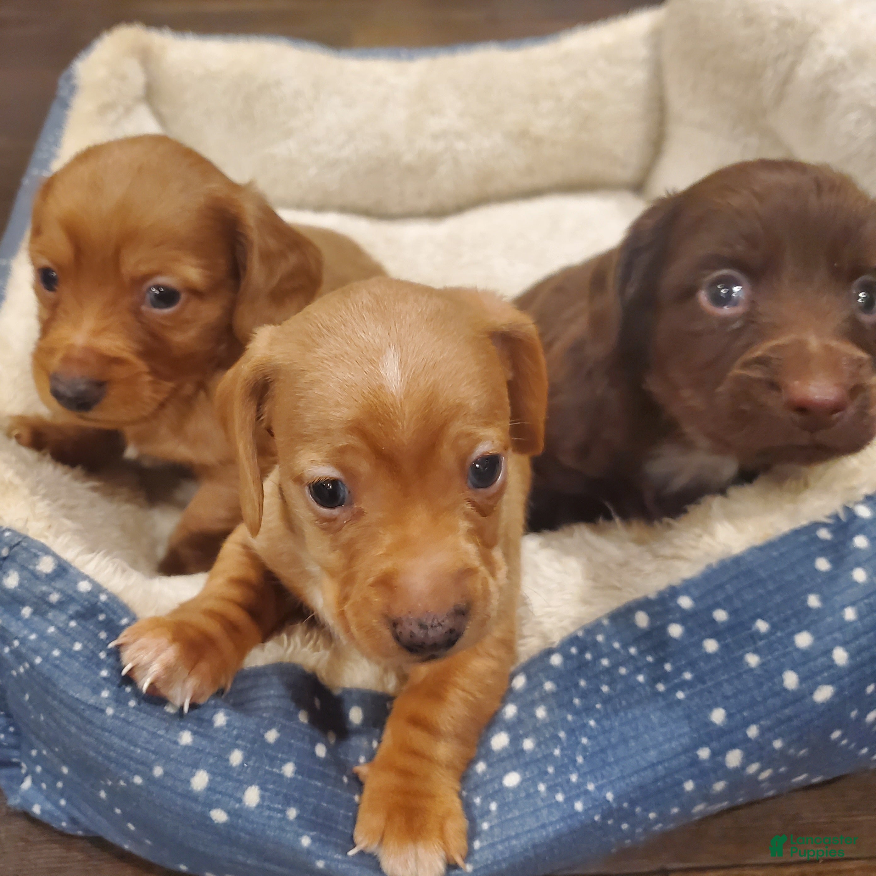 Dachshund dogs Dachshund Puppy 3 - Ad 19