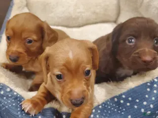 Dachshund dogs Dachshund Puppy 3 - Ad 21