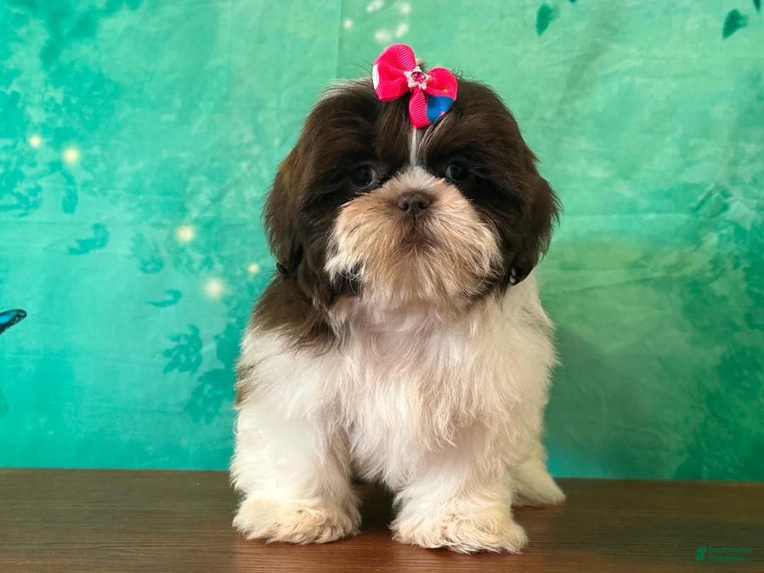 Shih Tzu dogs for sale: Clover - Ad 1