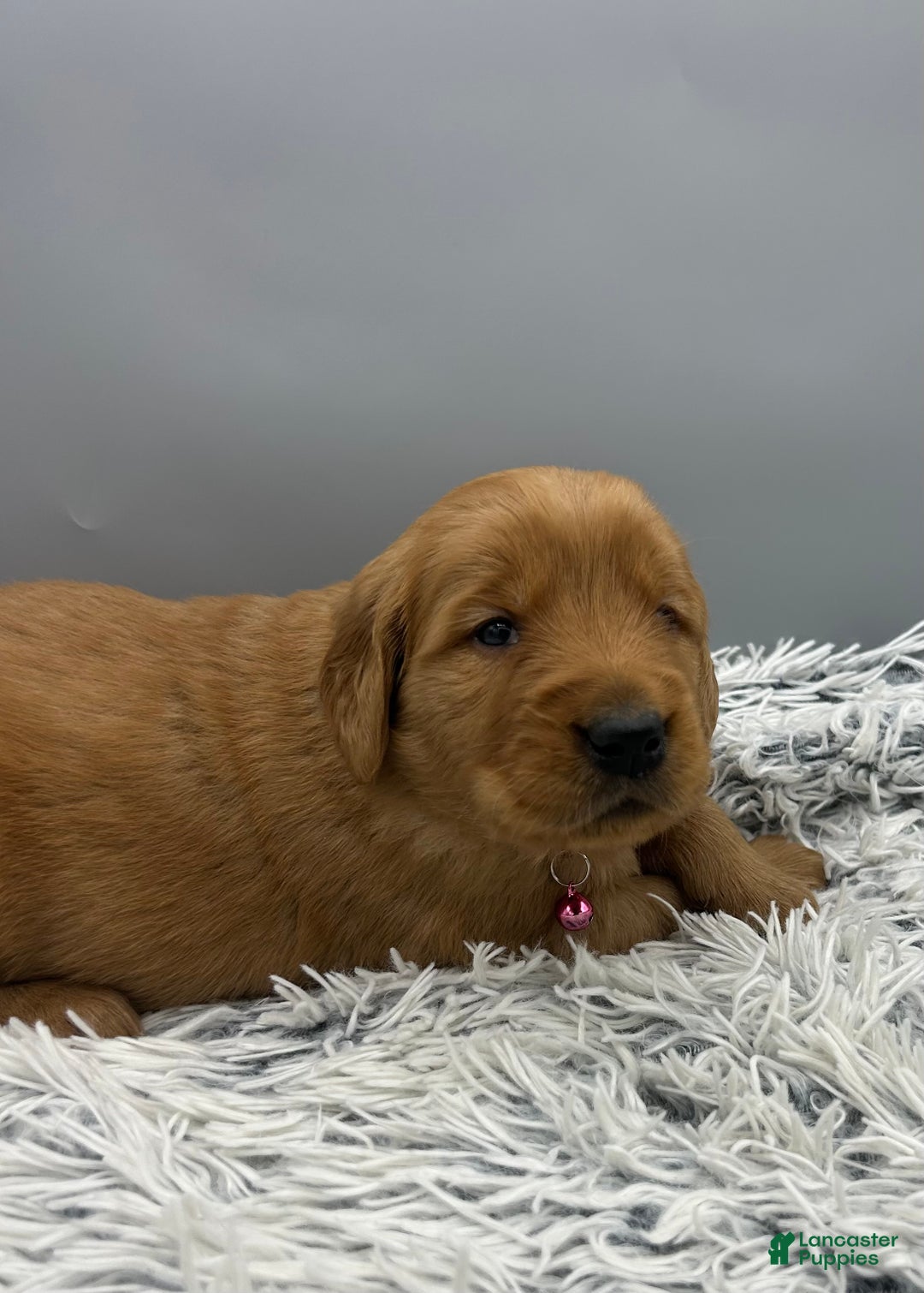 Golden Retriever dogs for sale: Golden Retriever Puppy chloe - Ad 13