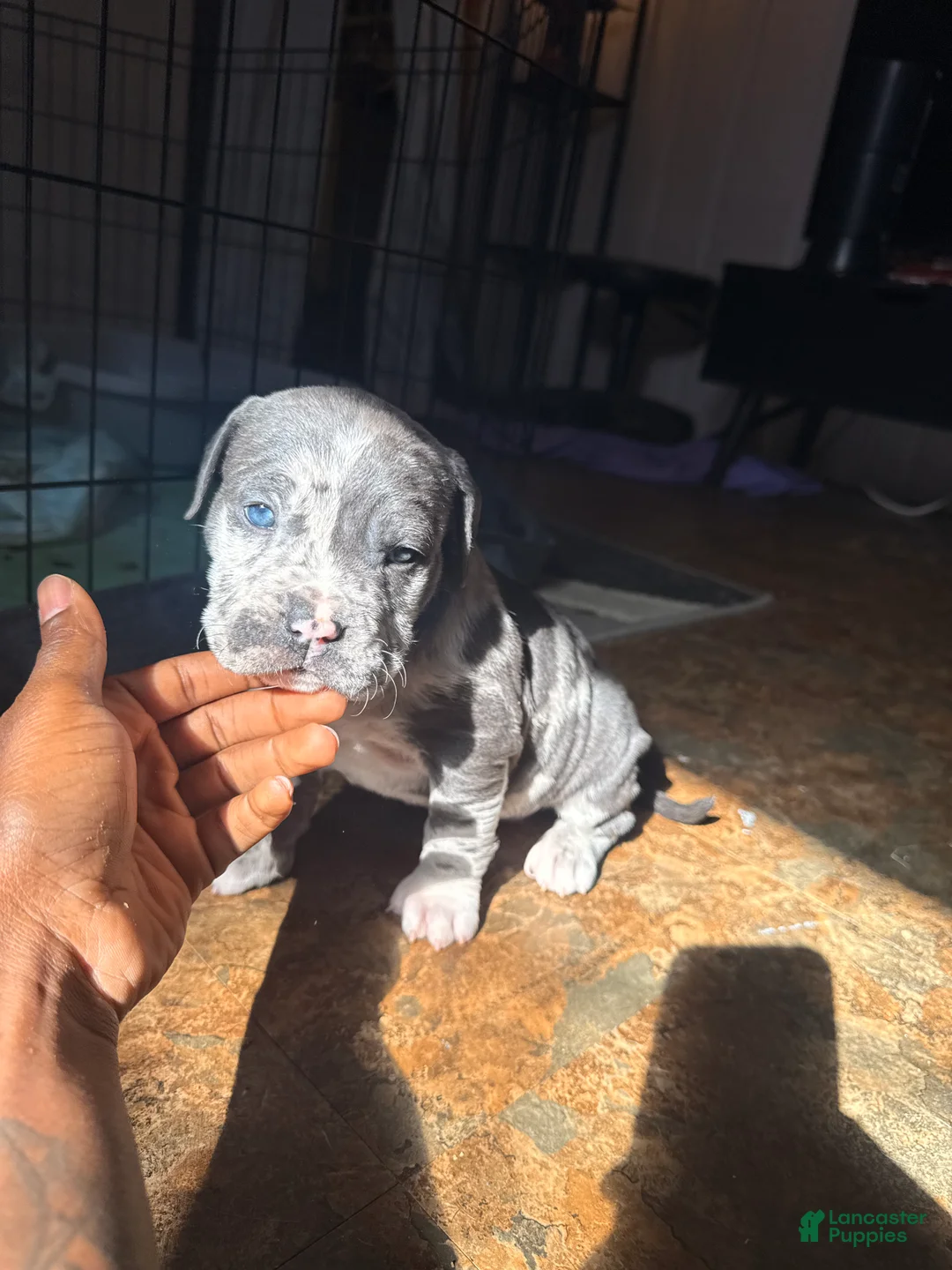 Mixed Breed dogs for sale: Miracle - Ad 2