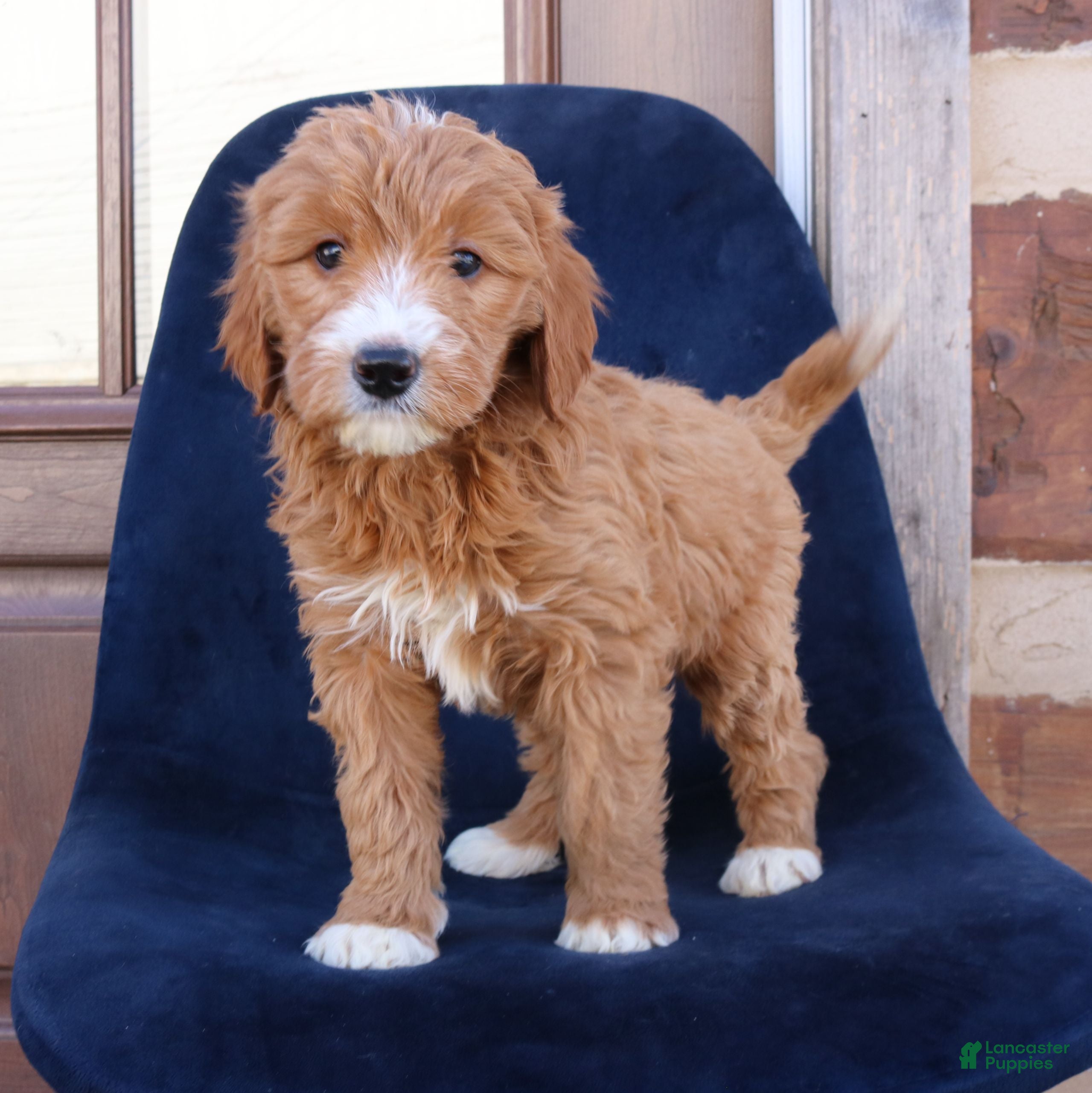 Mini Goldendoodle dogs Everly  - Ad 21
