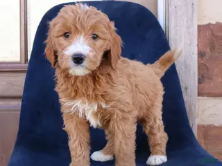 Mini Goldendoodle dogs Everly - Ad 21