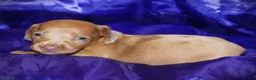 Dachshund dogs for sale: Nausica - Ad 4