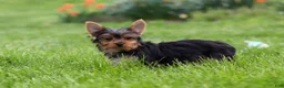 Yorkshire Terrier dogs for sale: Connor - Ad 11