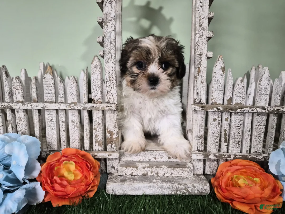 Shorkie dogs for sale: Cash - Ad 2