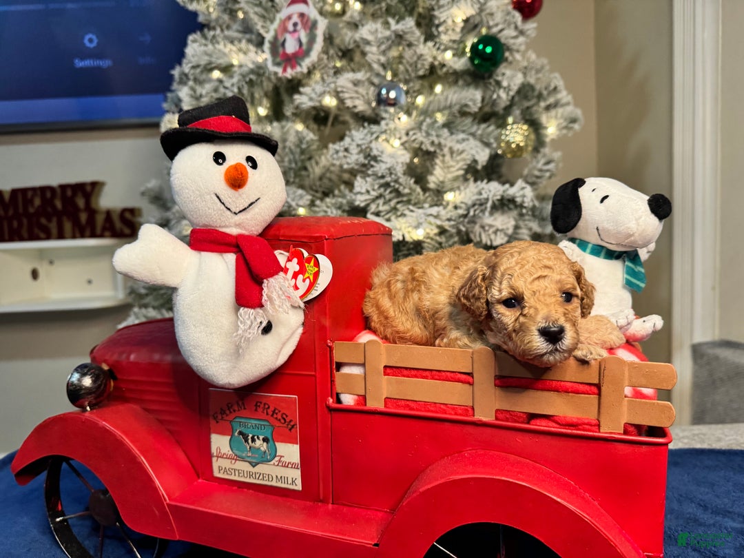 Toy Poodle dogs for sale: Peanut - Ad 4