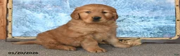 Golden Retriever dogs for sale: Checkers - Ad 3