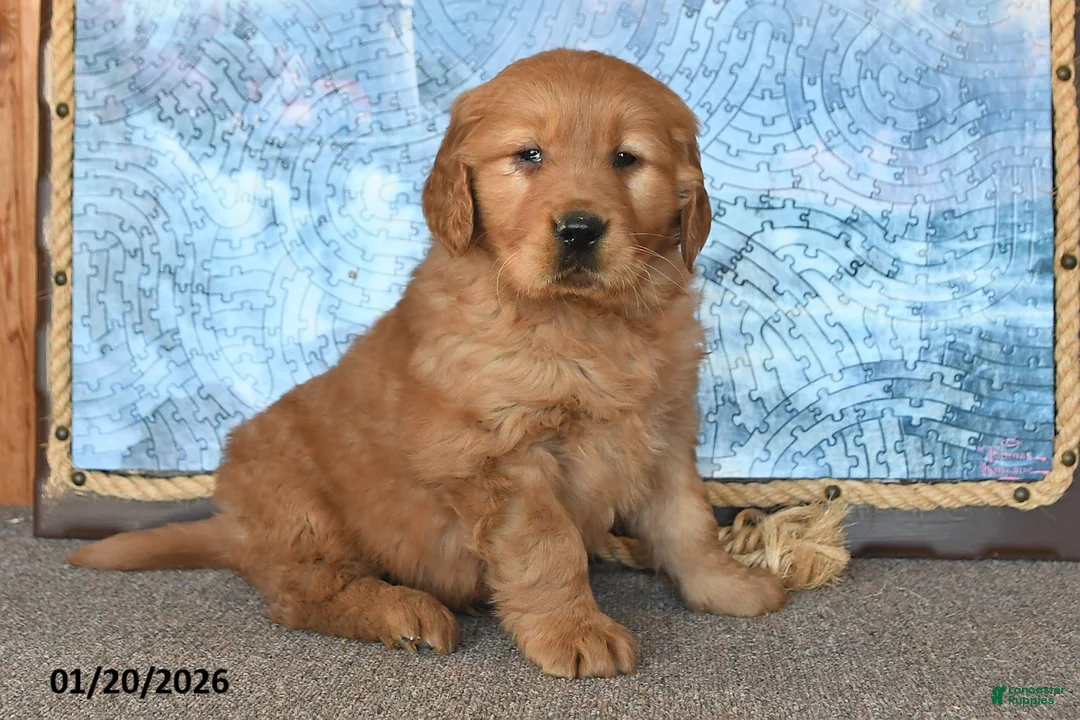 Golden Retriever dogs for sale: Checkers - Ad 3