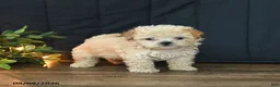 Mixed Breed dogs for sale: Tommy - Ad 3