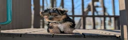 Yorkshire Terrier dogs for sale: Axel - Ad 5