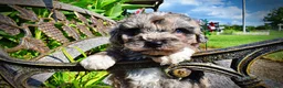 Havapoo dogs for sale: Huggles - Ad 4
