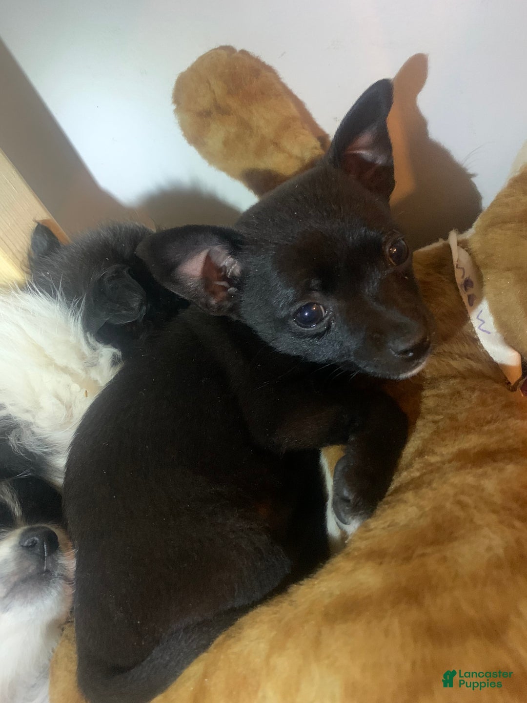 Mixed Breed dogs for sale: Trixie - Ad 2