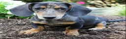 Miniature Dachshund dogs for sale: Patrick - Ad 4