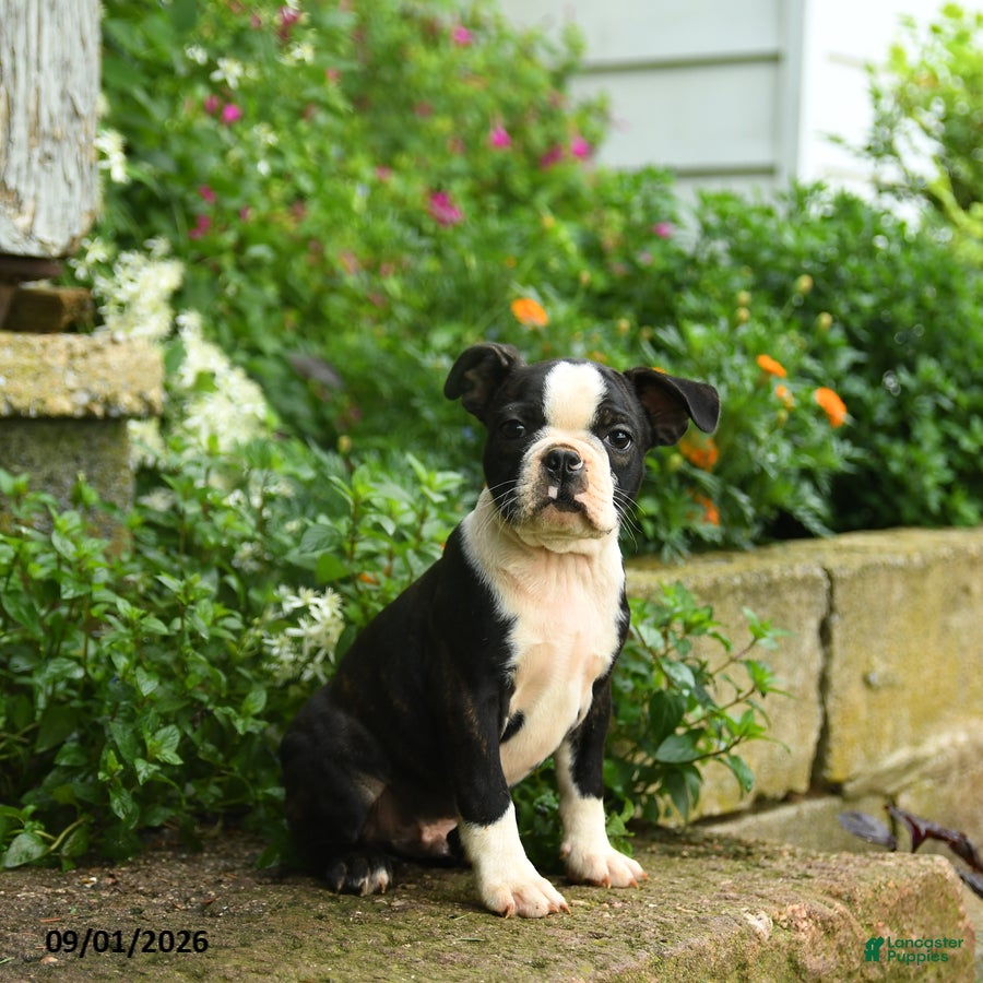 Boston Terrier dogs Tim - Ad 2