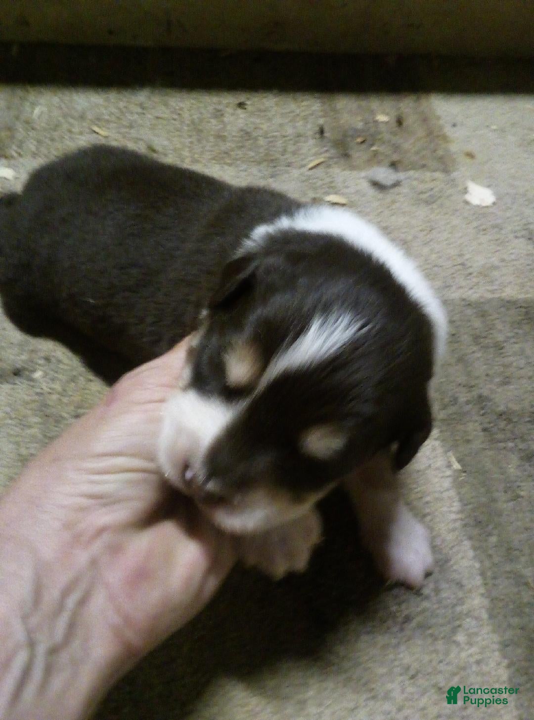 Australian Shepherd dogs Austin - Ad 2
